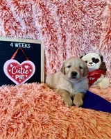 Verona - Purple Girl, a female Golden Retriever for sale in Sisters, OR – Photo 7 of 8