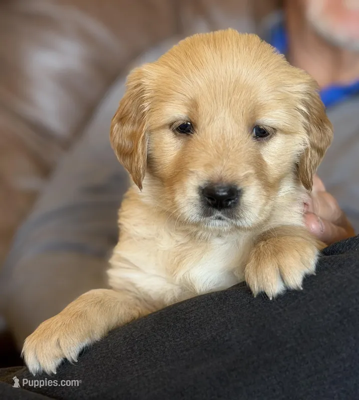 Verona - Purple Girl