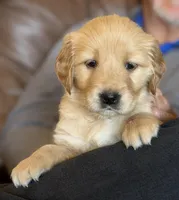 Verona - Purple Girl, a female Golden Retriever for sale in Sisters, OR – Photo 1 of 8
