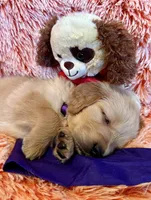 Verona - Purple Girl, a female Golden Retriever for sale in Sisters, OR – Photo 4 of 8
