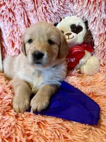 Verona - Purple Girl, a female Golden Retriever for sale in Sisters, OR – Photo 5 of 8