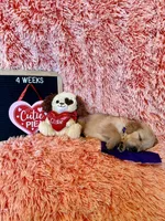 Verona - Purple Girl, a female Golden Retriever for sale in Sisters, OR – Photo 8 of 8