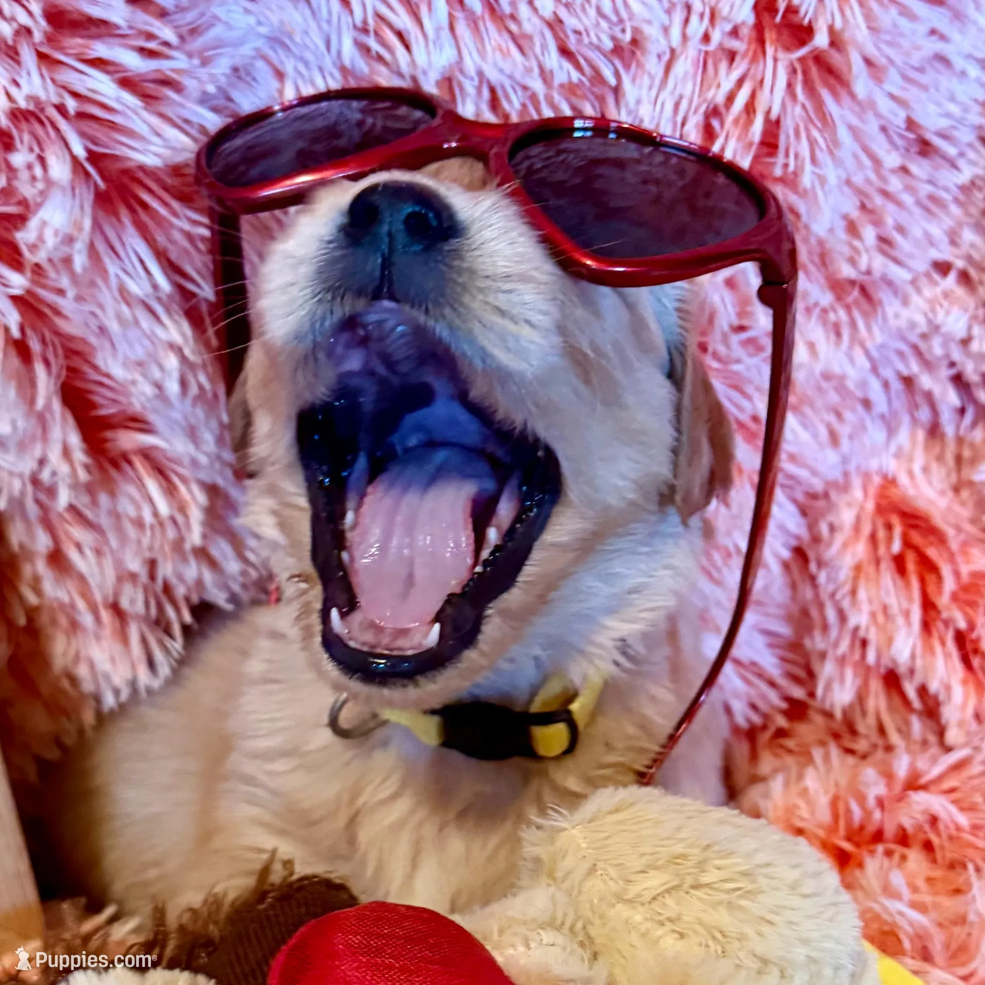 India - yellow girl, a female Golden Retriever for sale in Sisters, OR – Photo 6 of 10
