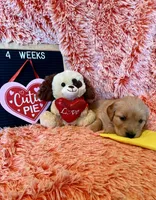India - yellow girl, a female Golden Retriever for sale in Sisters, OR – Photo 9 of 10
