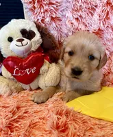 India - yellow girl, a female Golden Retriever for sale in Sisters, OR – Photo 4 of 10