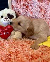 India - yellow girl, a female Golden Retriever for sale in Sisters, OR – Photo 2 of 10