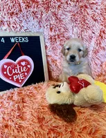 India - yellow girl, a female Golden Retriever for sale in Sisters, OR – Photo 8 of 10