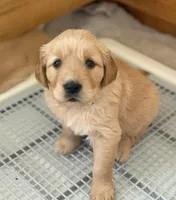 India - yellow girl, a female Golden Retriever for sale in Sisters, OR – Photo 1 of 10