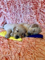 India - yellow girl, a female Golden Retriever for sale in Sisters, OR – Photo 10 of 10