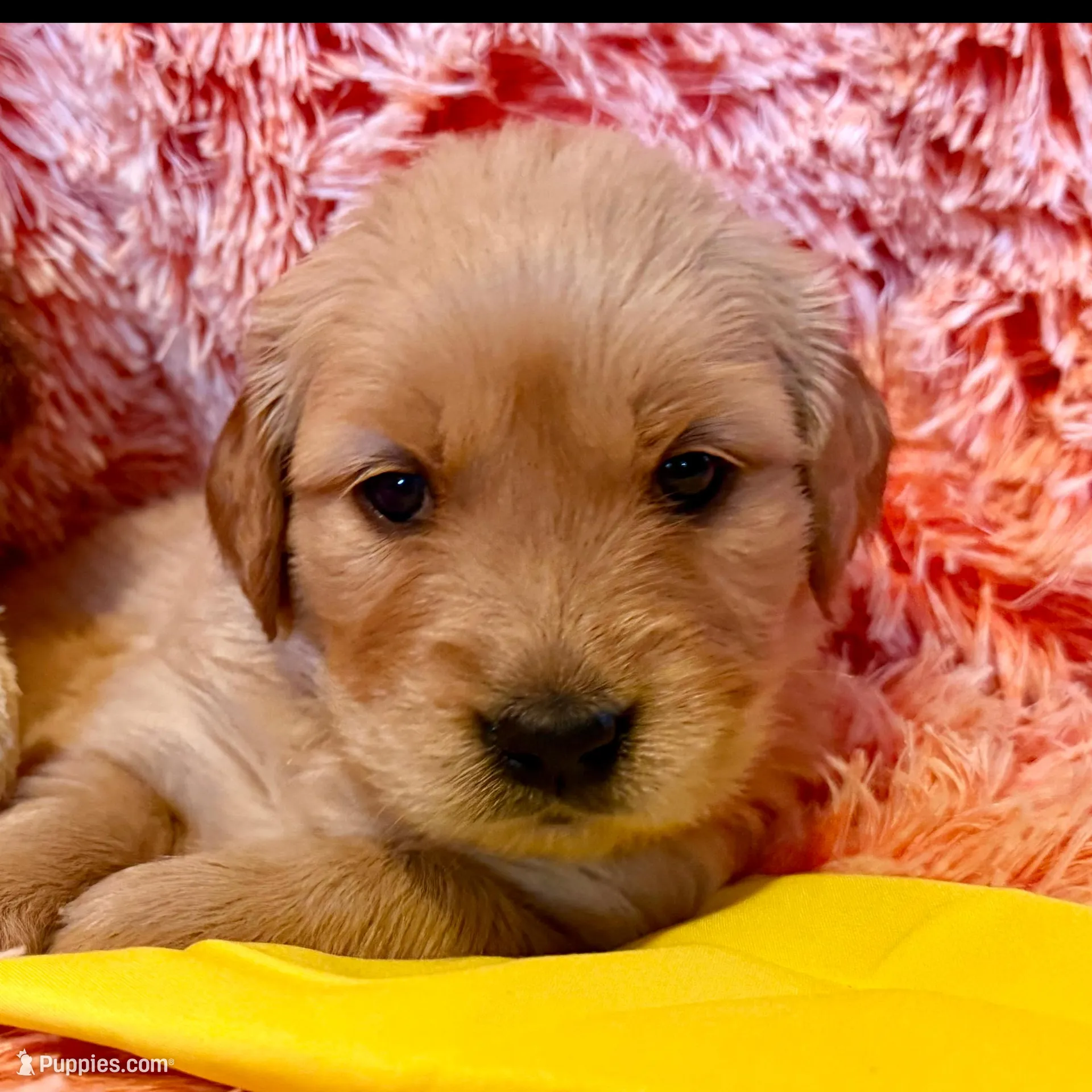 India - yellow girl, a female Golden Retriever for sale in Sisters, OR – Photo 5 of 10