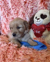Bali - Light Blue Girl, a female Golden Retriever for sale in Sisters, OR – Photo 6 of 9