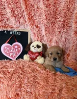 Bali - Light Blue Girl, a female Golden Retriever for sale in Sisters, OR – Photo 9 of 9