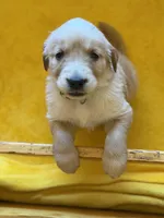 Bali - Light Blue Girl, a female Golden Retriever for sale in Sisters, OR – Photo 3 of 9