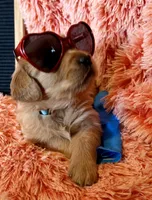 Bali - Light Blue Girl, a female Golden Retriever for sale in Sisters, OR – Photo 4 of 9