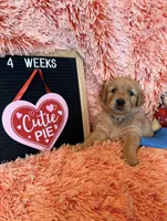 Bali - Light Blue Girl, a female Golden Retriever for sale in Sisters, OR – Photo 7 of 9