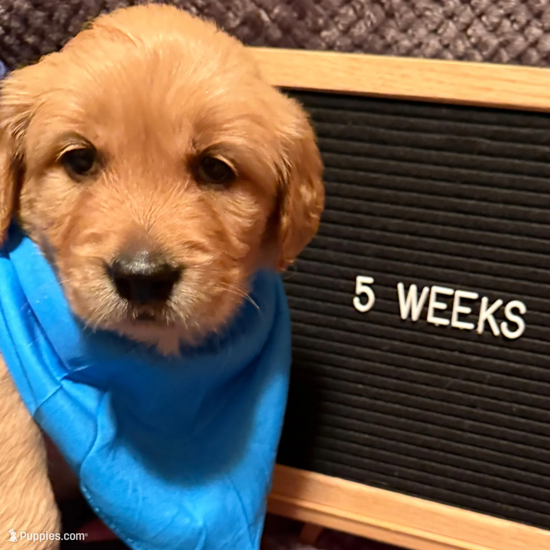 Bali - Light Blue Girl, a female Golden Retriever for sale in Sisters, OR – Photo 2 of 9