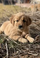 Bali - Light Blue Girl, a female Golden Retriever for sale in Sisters, OR – Photo 1 of 9