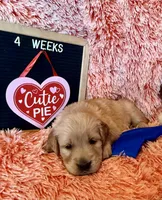 Dually - Dark Blue Boy, a female Golden Retriever for sale in Sisters, OR – Photo 5 of 9