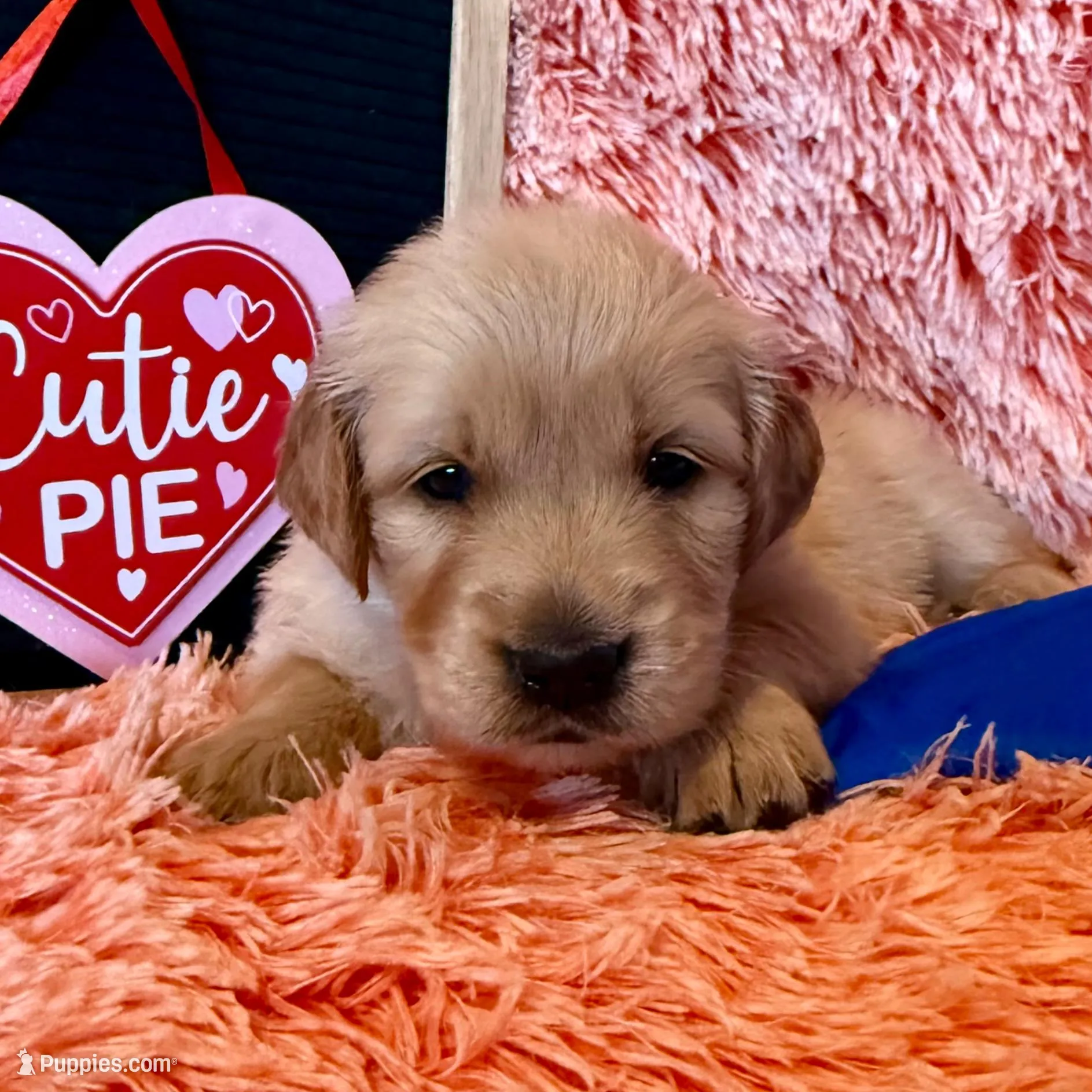 Dually - Dark Blue Boy, a female Golden Retriever for sale in Sisters, OR – Photo 4 of 9