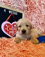 Dually - Dark Blue Boy, a female Golden Retriever for sale in Sisters, OR – Photo 6 of 9