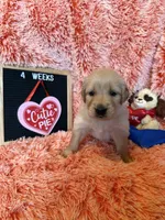 Dually - Dark Blue Boy, a female Golden Retriever for sale in Sisters, OR – Photo 9 of 9