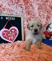 Dually - Dark Blue Boy, a female Golden Retriever for sale in Sisters, OR – Photo 8 of 9