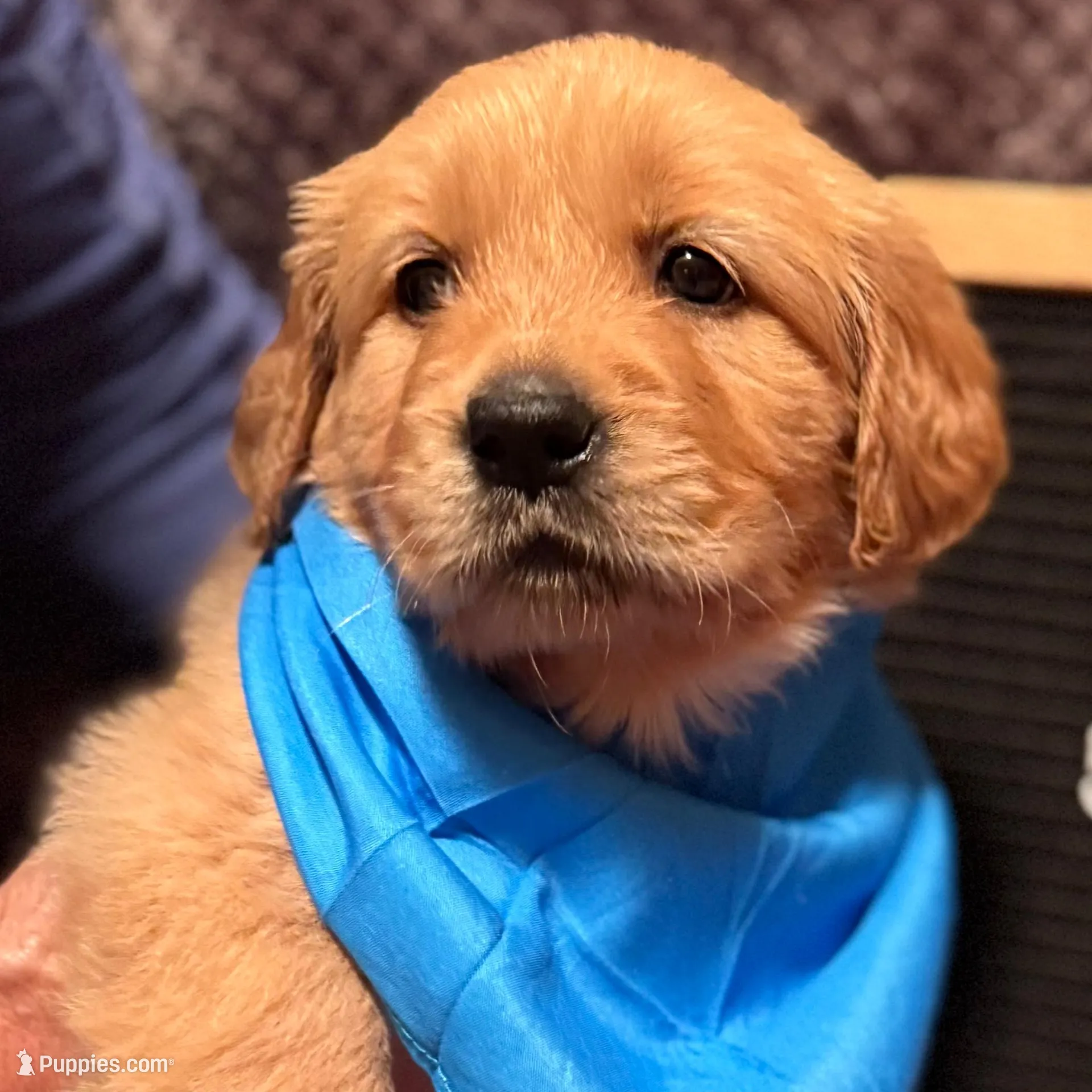 Dually - Dark Blue Boy