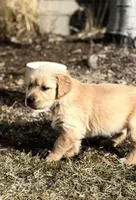 Dually - Dark Blue Boy, a female Golden Retriever for sale in Sisters, OR – Photo 3 of 9