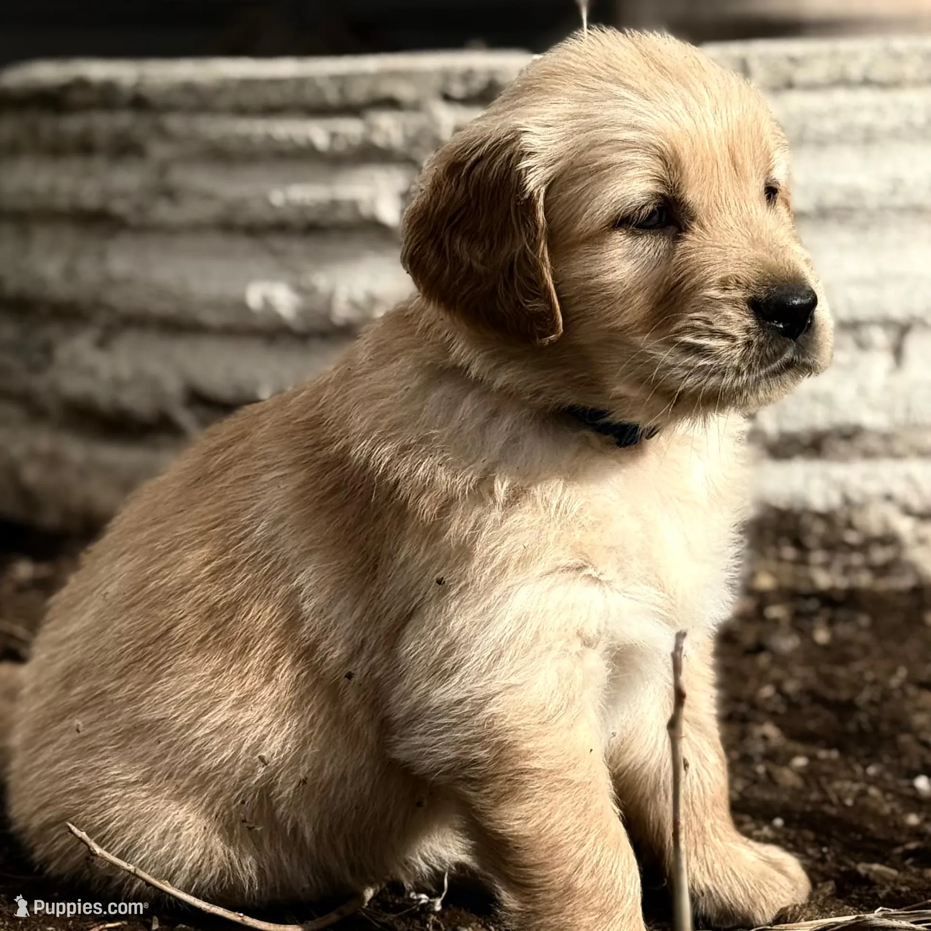 Dually - Dark Blue Boy, a female Golden Retriever for sale in Sisters, OR – Photo 2 of 9