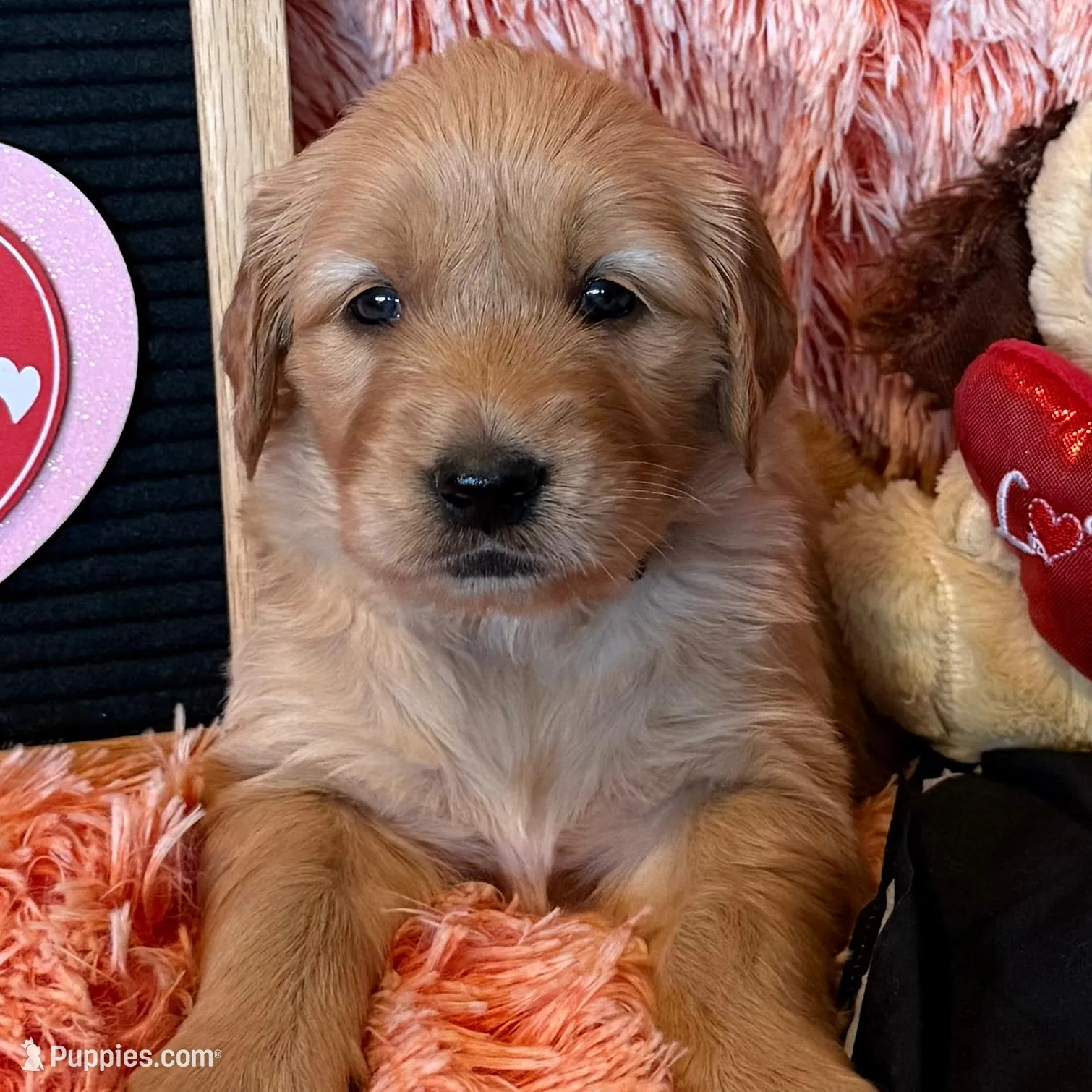 Kenya - Black girl, a female Golden Retriever for sale in Sisters, OR – Photo 4 of 9