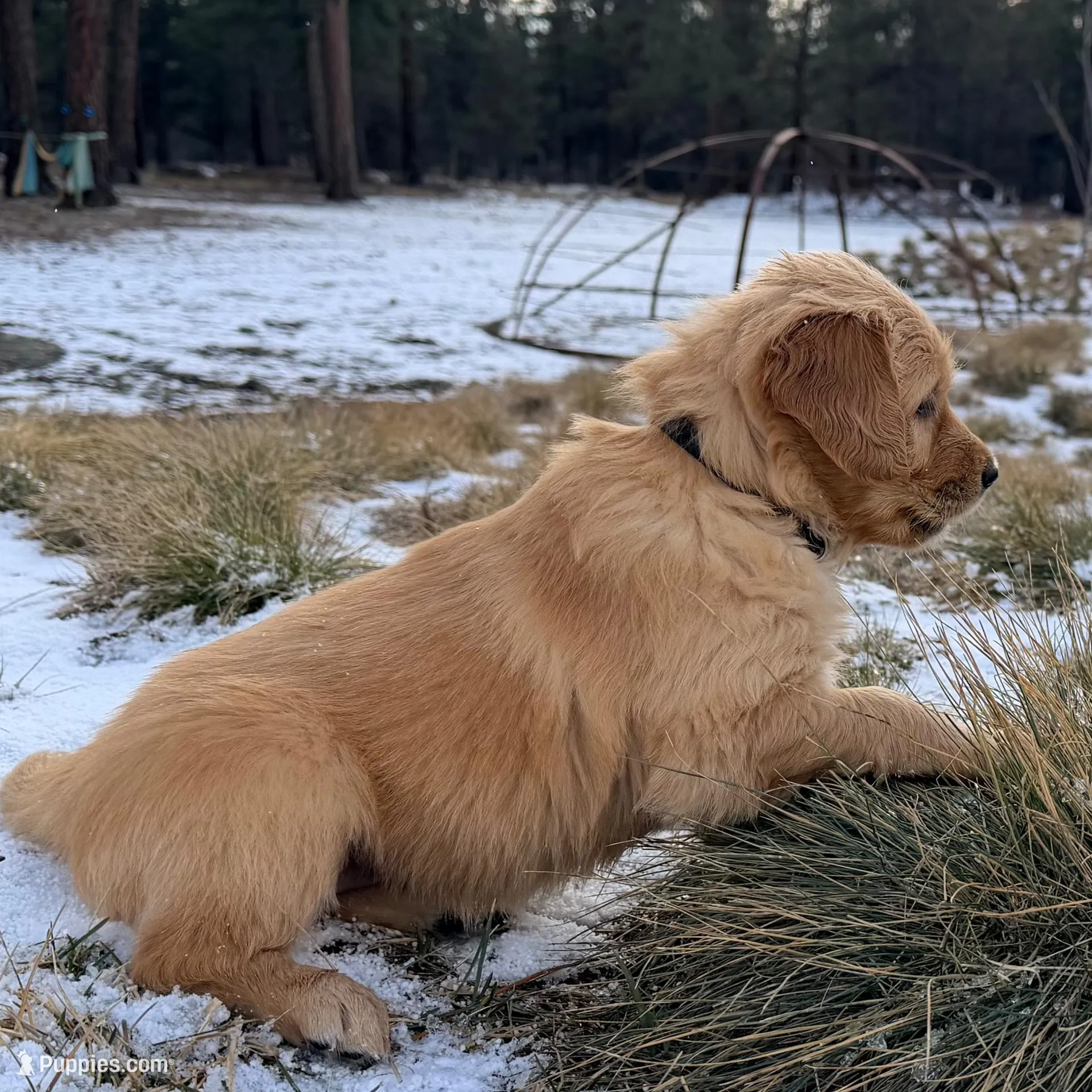 Kenya - Black girl, a female Golden Retriever for sale in Sisters, OR – Photo 3 of 9