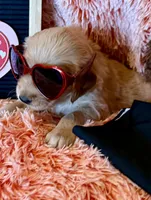 Kenya - Black girl, a female Golden Retriever for sale in Sisters, OR – Photo 5 of 9