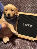 Kenya - Black girl, a female Golden Retriever for sale in Sisters, OR – Photo 2 of 9