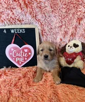 Kenya - Black girl, a female Golden Retriever for sale in Sisters, OR – Photo 8 of 9