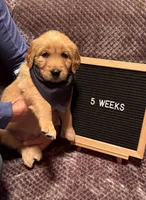 Kenya - Black girl, a female Golden Retriever for sale in Sisters, OR – Photo 1 of 9