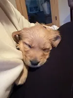 Kenya - Black girl, a female Golden Retriever for sale in Sisters, OR – Photo 6 of 9