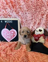 Kenya - Black girl, a female Golden Retriever for sale in Sisters, OR – Photo 9 of 9
