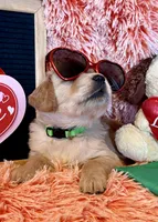 Greece - Green girl, a female Golden Retriever for sale in Sisters, OR – Photo 4 of 10