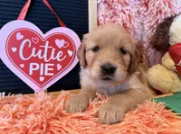 Greece - Green girl, a female Golden Retriever for sale in Sisters, OR – Photo 8 of 10