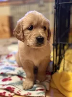 Greece - Green girl, a female Golden Retriever for sale in Sisters, OR – Photo 7 of 10