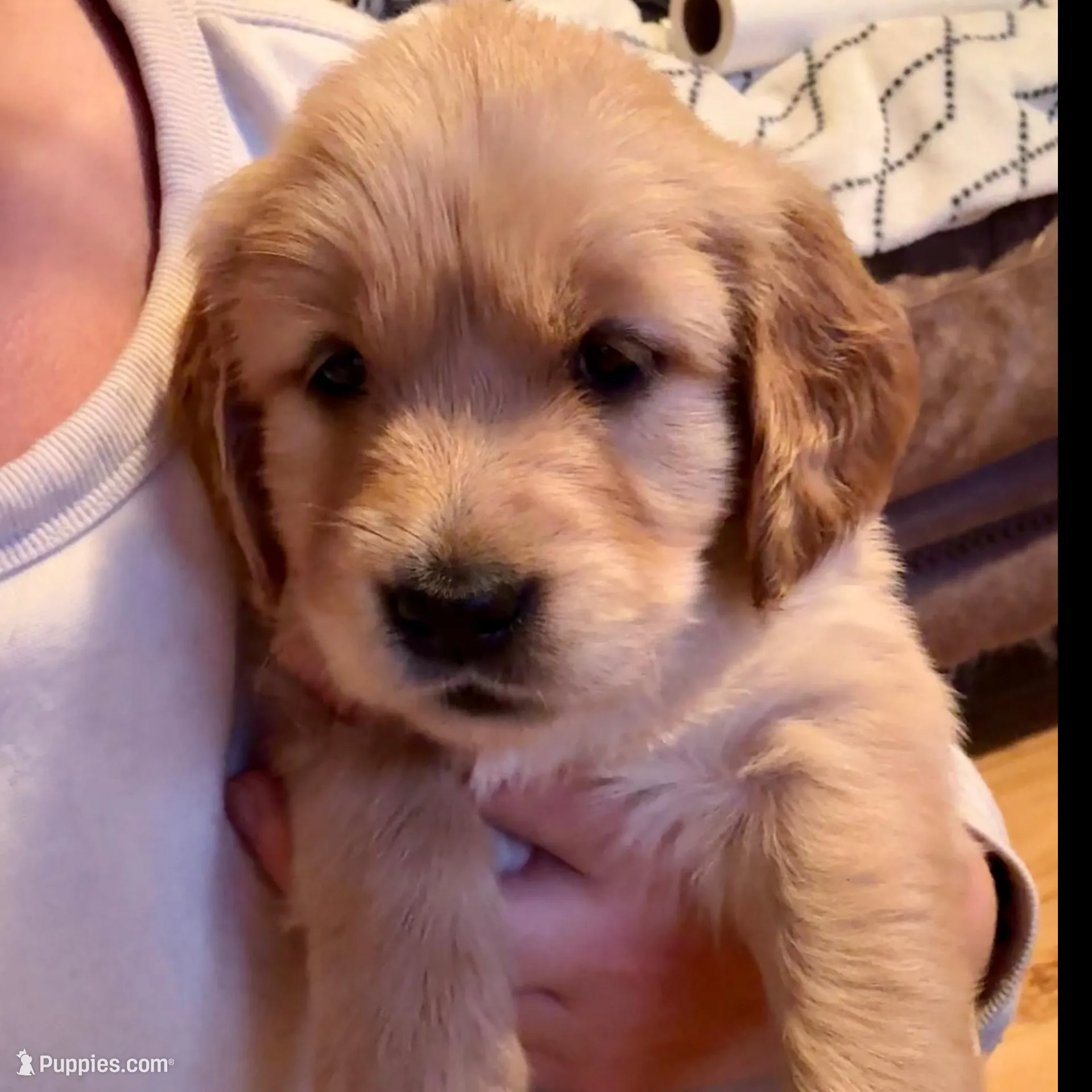 Greece - Green girl, a female Golden Retriever for sale in Sisters, OR – Photo 2 of 10