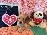 Greece - Green girl, a female Golden Retriever for sale in Sisters, OR – Photo 10 of 10