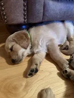 Greece - Green girl, a female Golden Retriever for sale in Sisters, OR – Photo 9 of 10