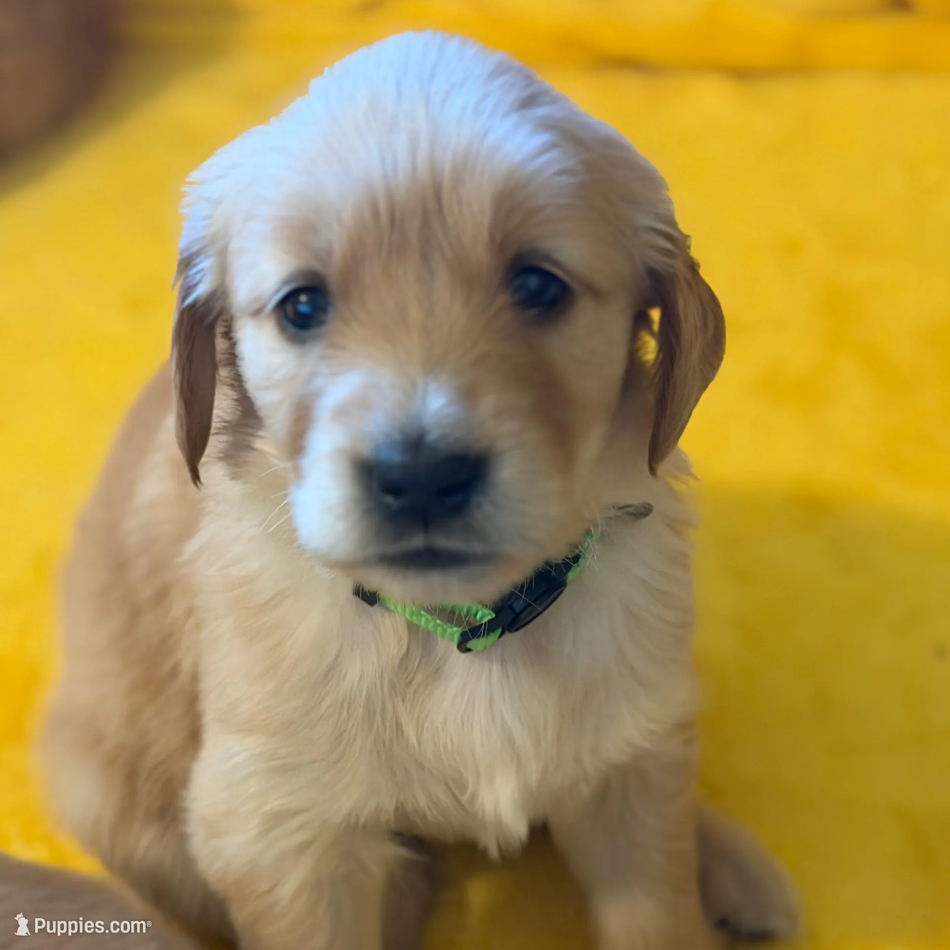 Greece - Green girl, a female Golden Retriever for sale in Sisters, OR – Photo 5 of 10