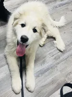 Diamond , a female Great Pyrenees for sale in Middletown, MD – Photo 1 of 2