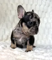 Little B, a female French Bulldog for sale in Hutto, TX – 3 of 10