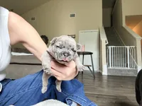 Cashie, a male French Bulldog for sale in Hutto, TX – 4 of 7