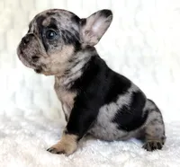 Little B, a female French Bulldog for sale in Hutto, TX – 5 of 10