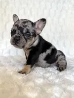 Little B, a female French Bulldog for sale in Hutto, TX – 4 of 10