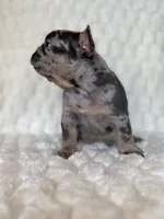 Spot, a male French Bulldog for sale in Hutto, TX – 3 of 7